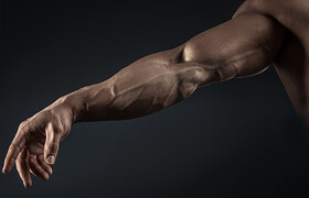 Cubebrush - Hector - Anatomy Vol 1 - Arm Veins Details - 參考照片