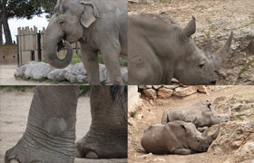 Artstation - Theo Baudoin - 500+ Rhino and Elephants - Pack Références - 參考照片