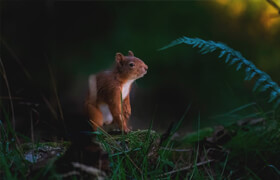 Udemy - The Ultimate Beginners Guide to Wildlife Photography