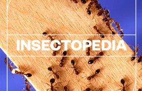 Blastwave FX - Insectopedia (WAV) - 聲音素材