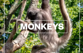 Blastwave FX - Monkeys - 聲音素材